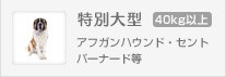 アフガンハウンド、セントバーナード等